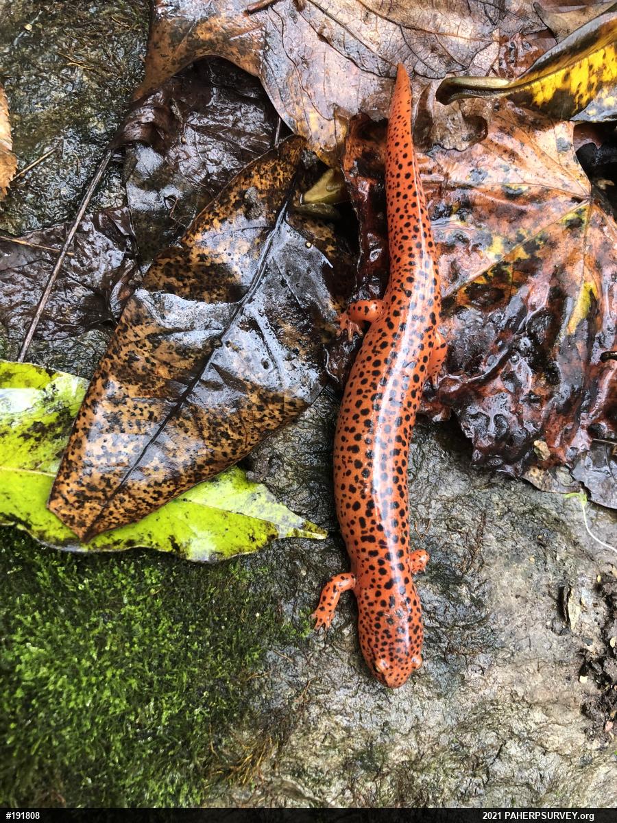 Northern Red Salamander