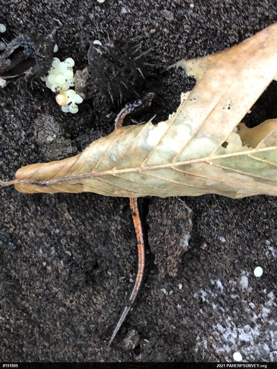 Eastern Red-backed  Salamander