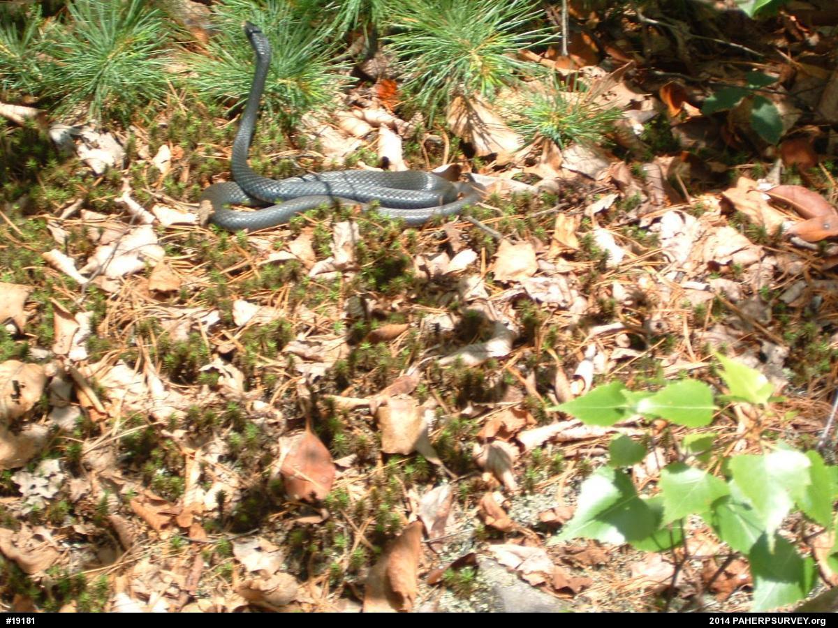 Northern Black Racer