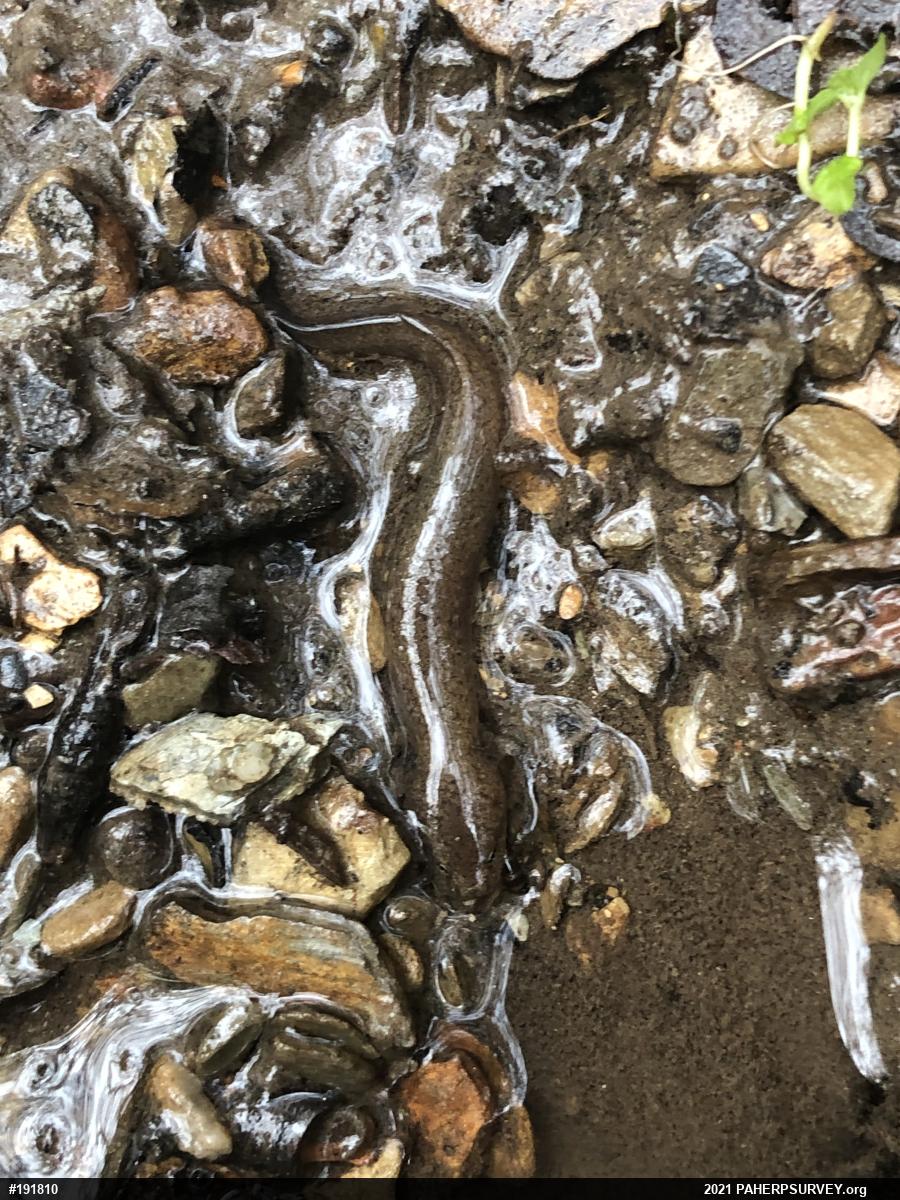 Northern Red Salamander