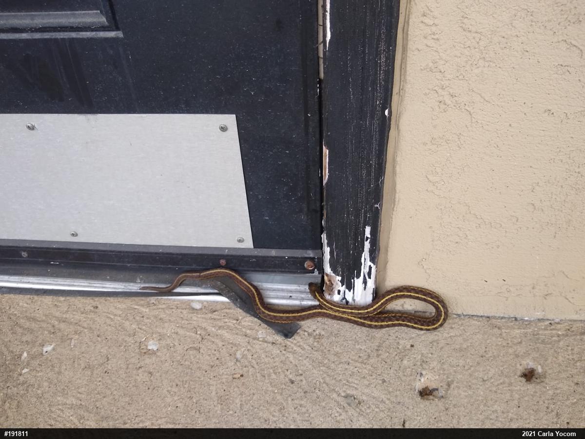 Eastern Gartersnake