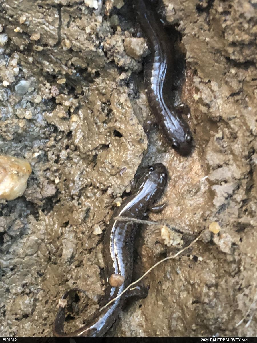 Northern Dusky Salamander