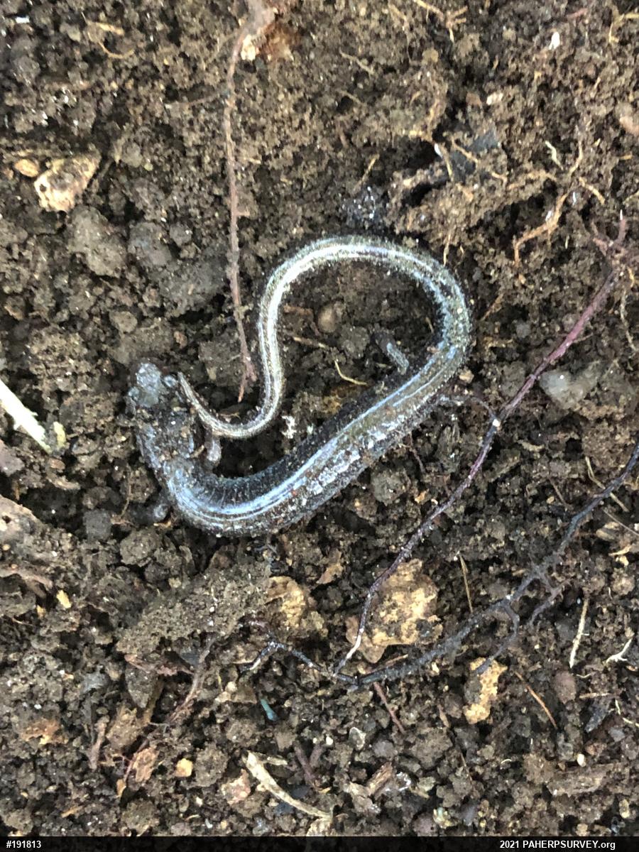 Eastern Red-backed  Salamander