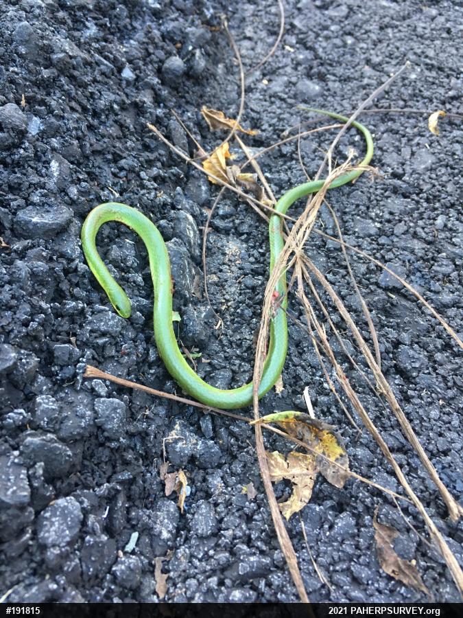 Smooth Greensnake