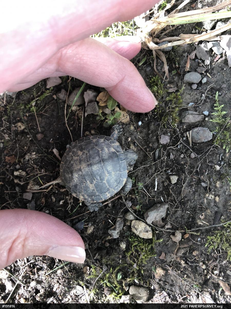 Painted Turtle