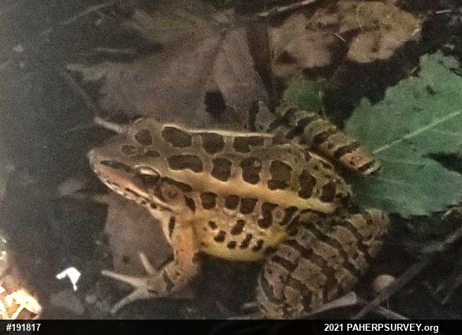 Pickerel Frog