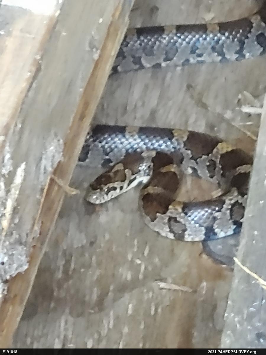 Eastern Milksnake