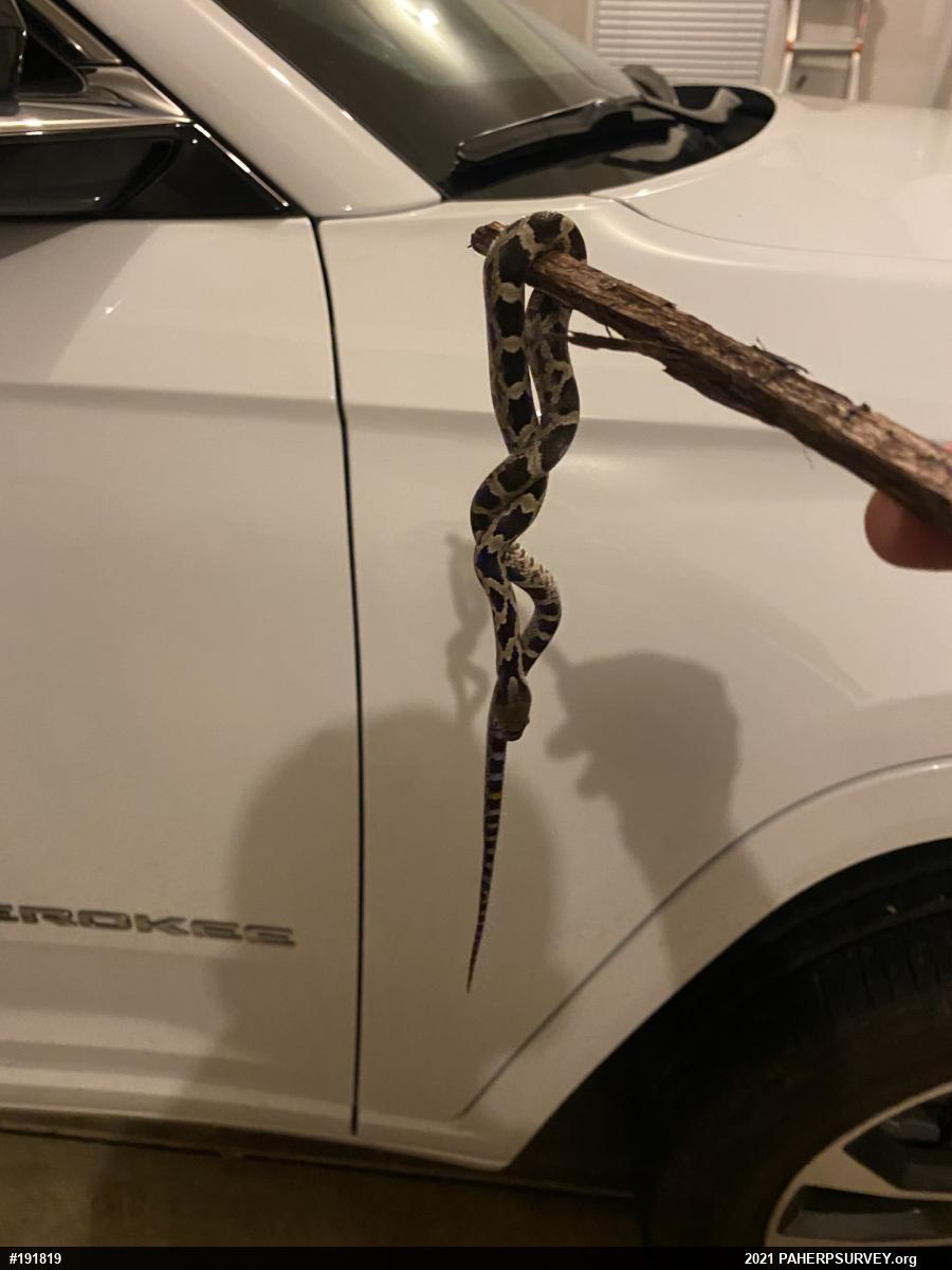 Eastern Ratsnake