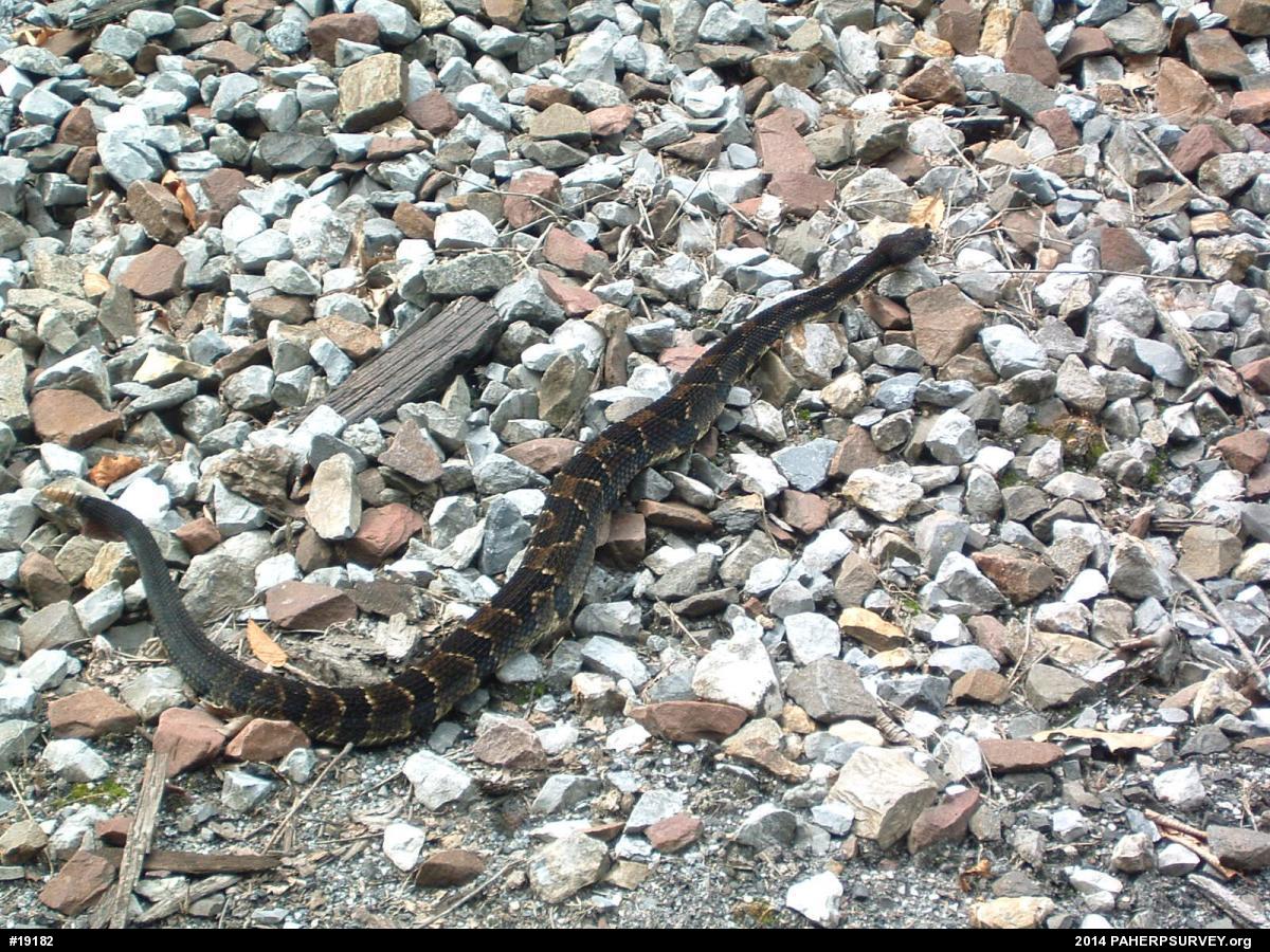 Timber Rattlesnake