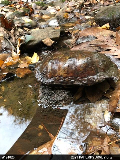 Wood Turtle