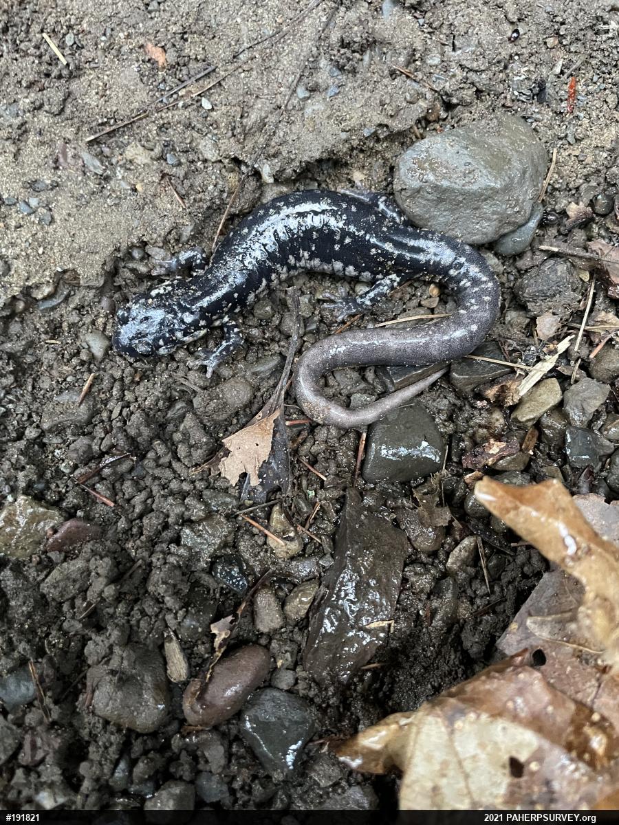 Northern Slimy Salamander