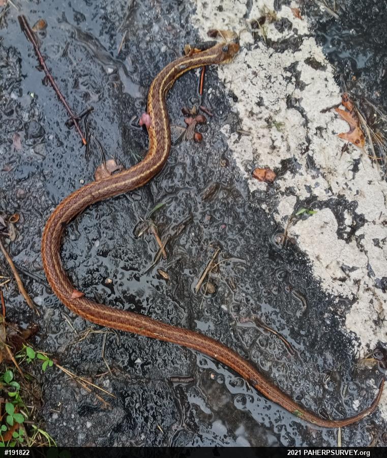 Eastern Gartersnake
