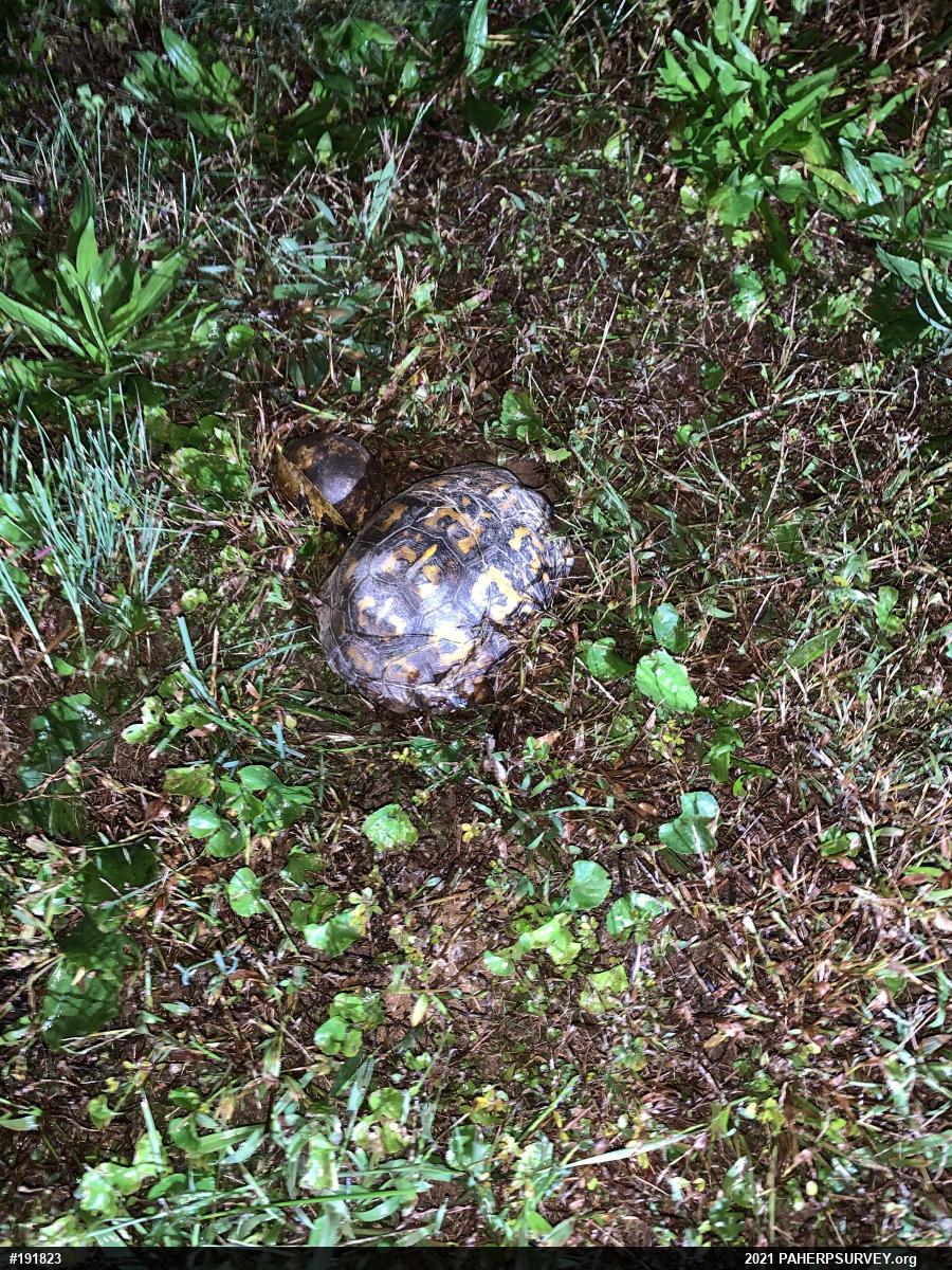 Eastern Box Turtle