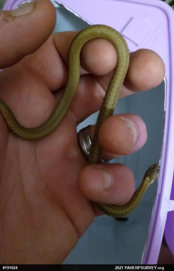 Red-bellied Snake