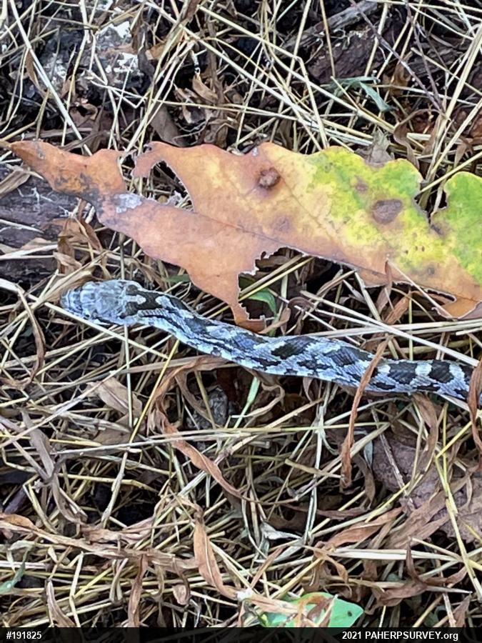 Eastern Ratsnake
