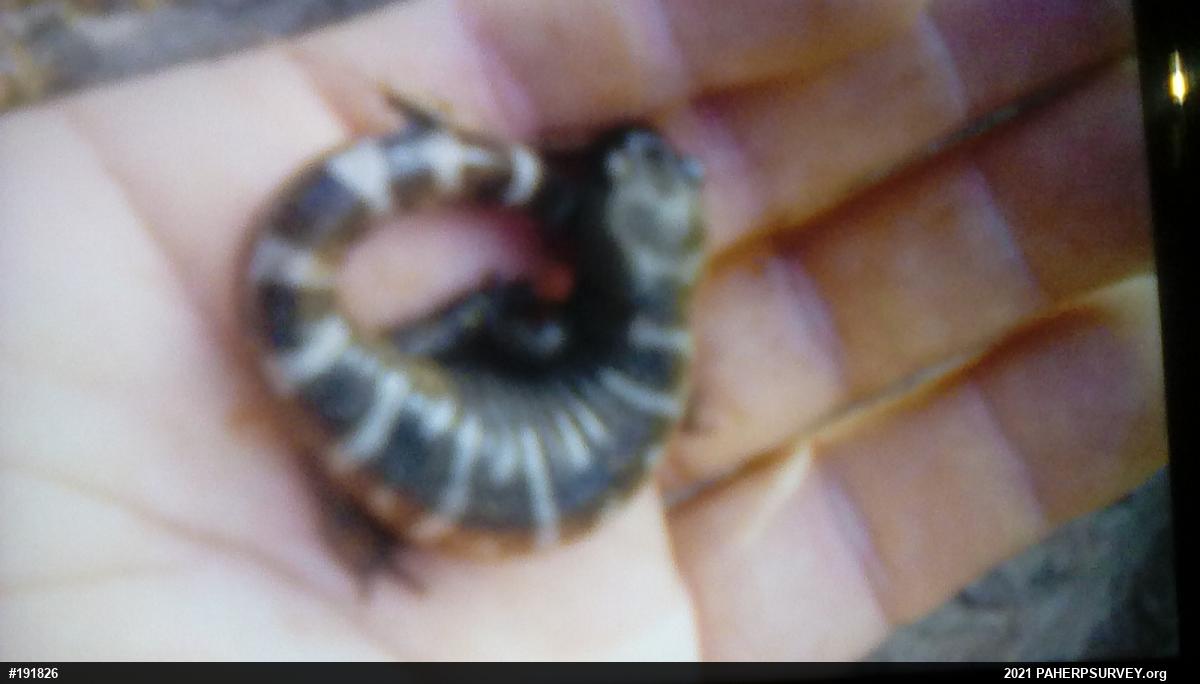 Marbled Salamander