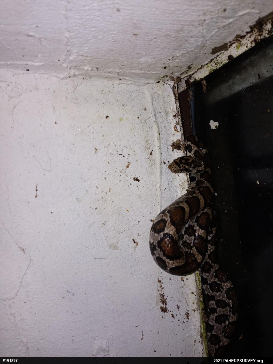 Eastern Milksnake