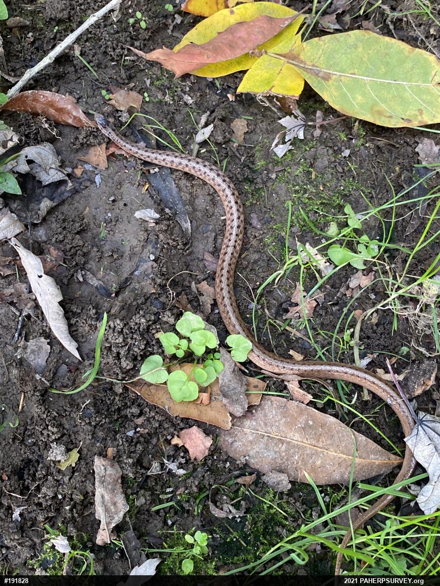Dekay's Brownsnake