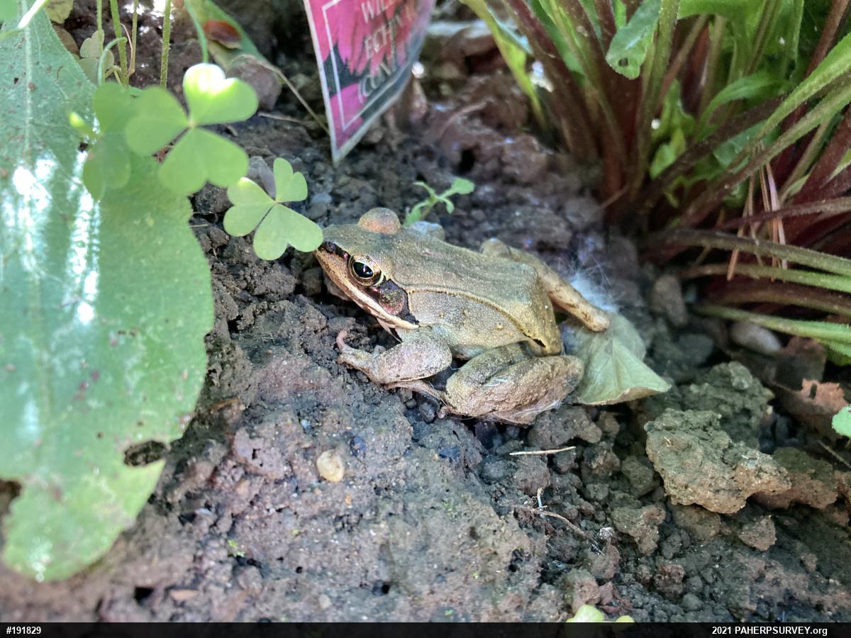 Wood Frog