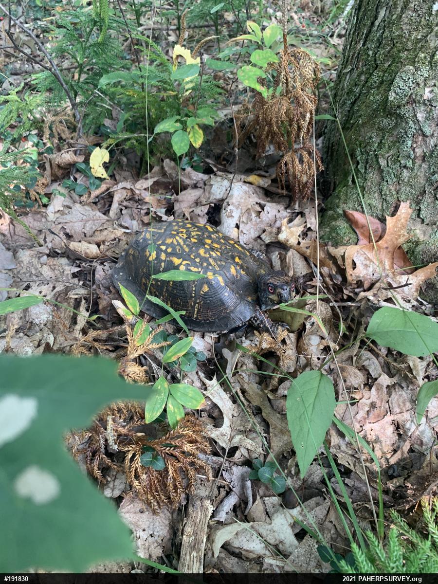 Eastern Box Turtle