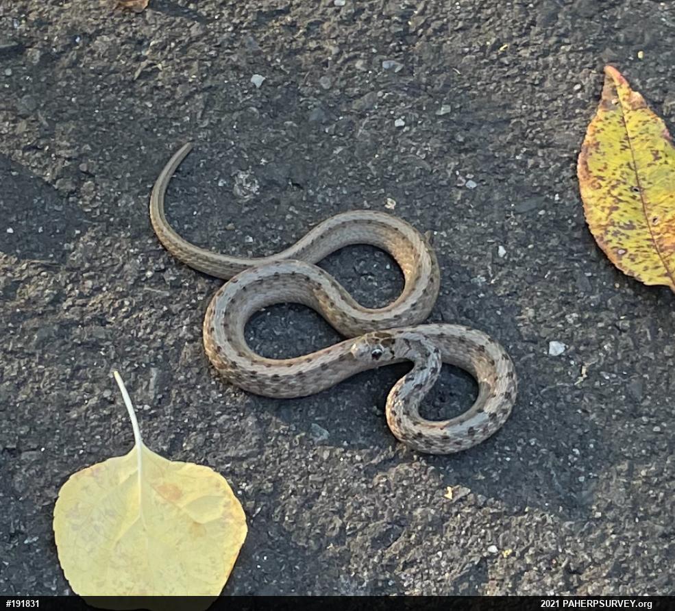 Dekay's Brownsnake