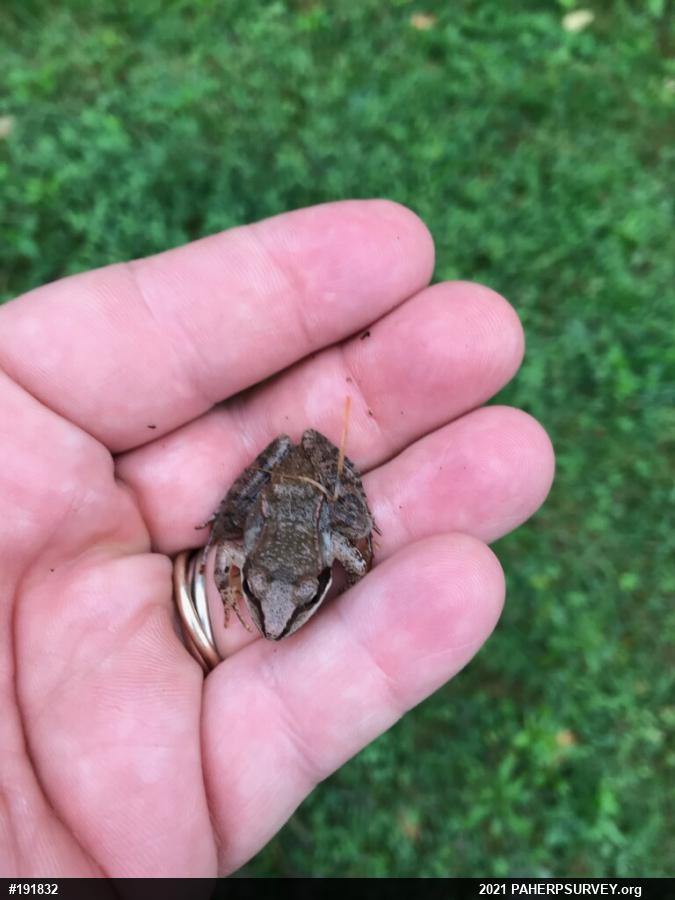 Wood Frog