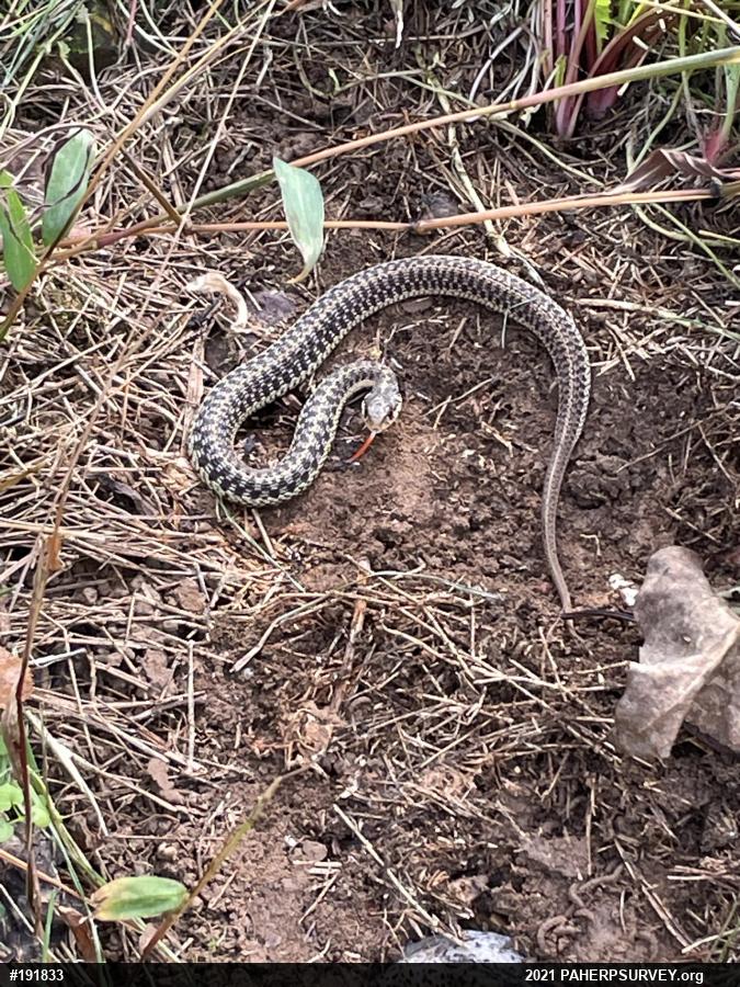 Eastern Gartersnake