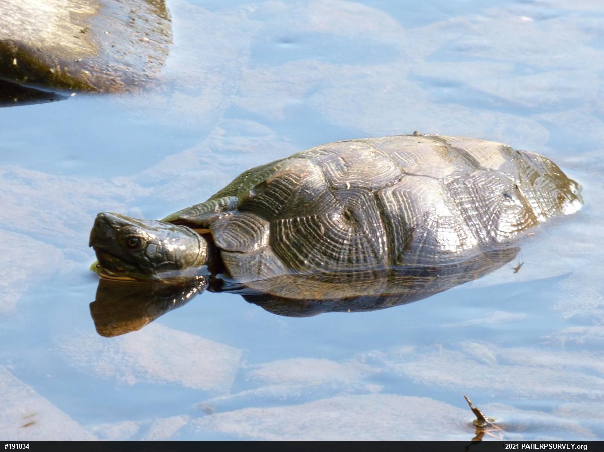 Wood Turtle