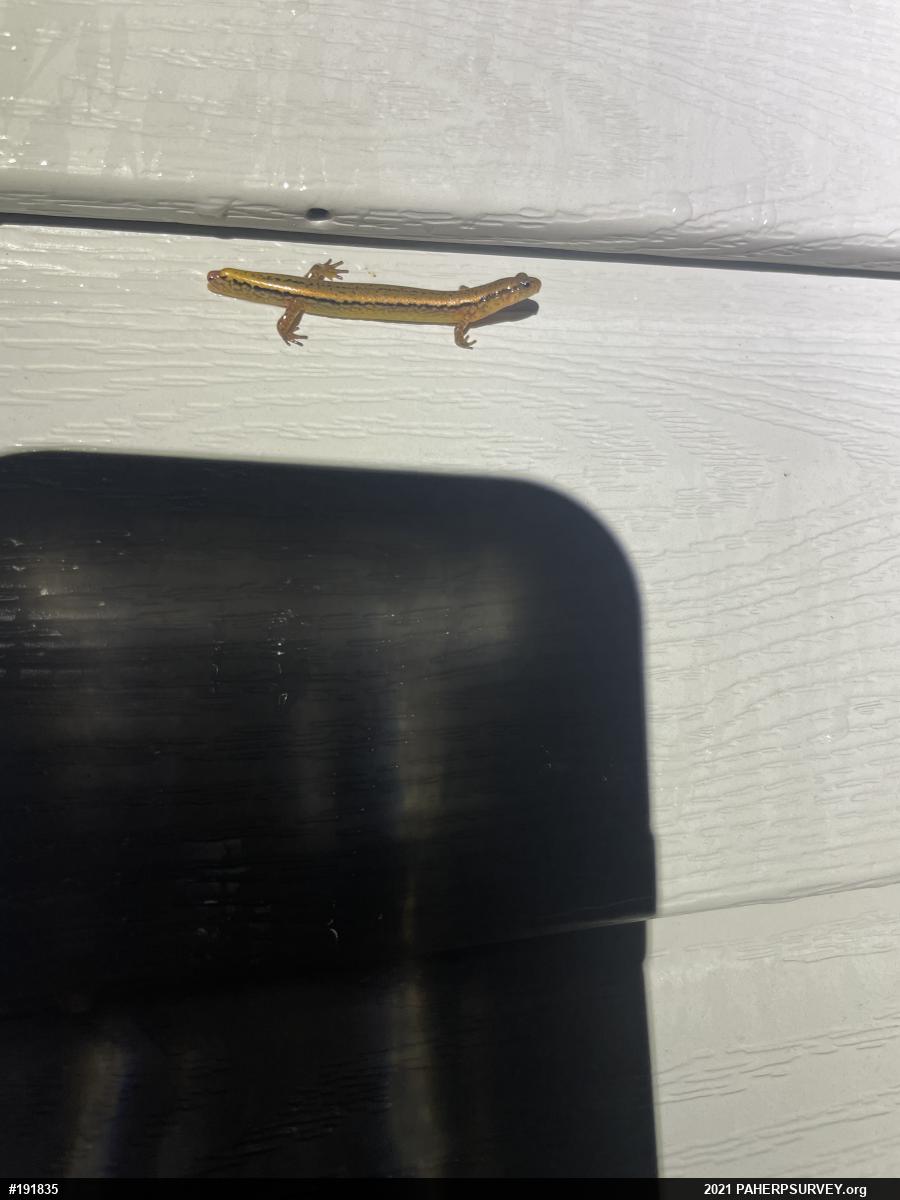 Northern Two-lined Salamander