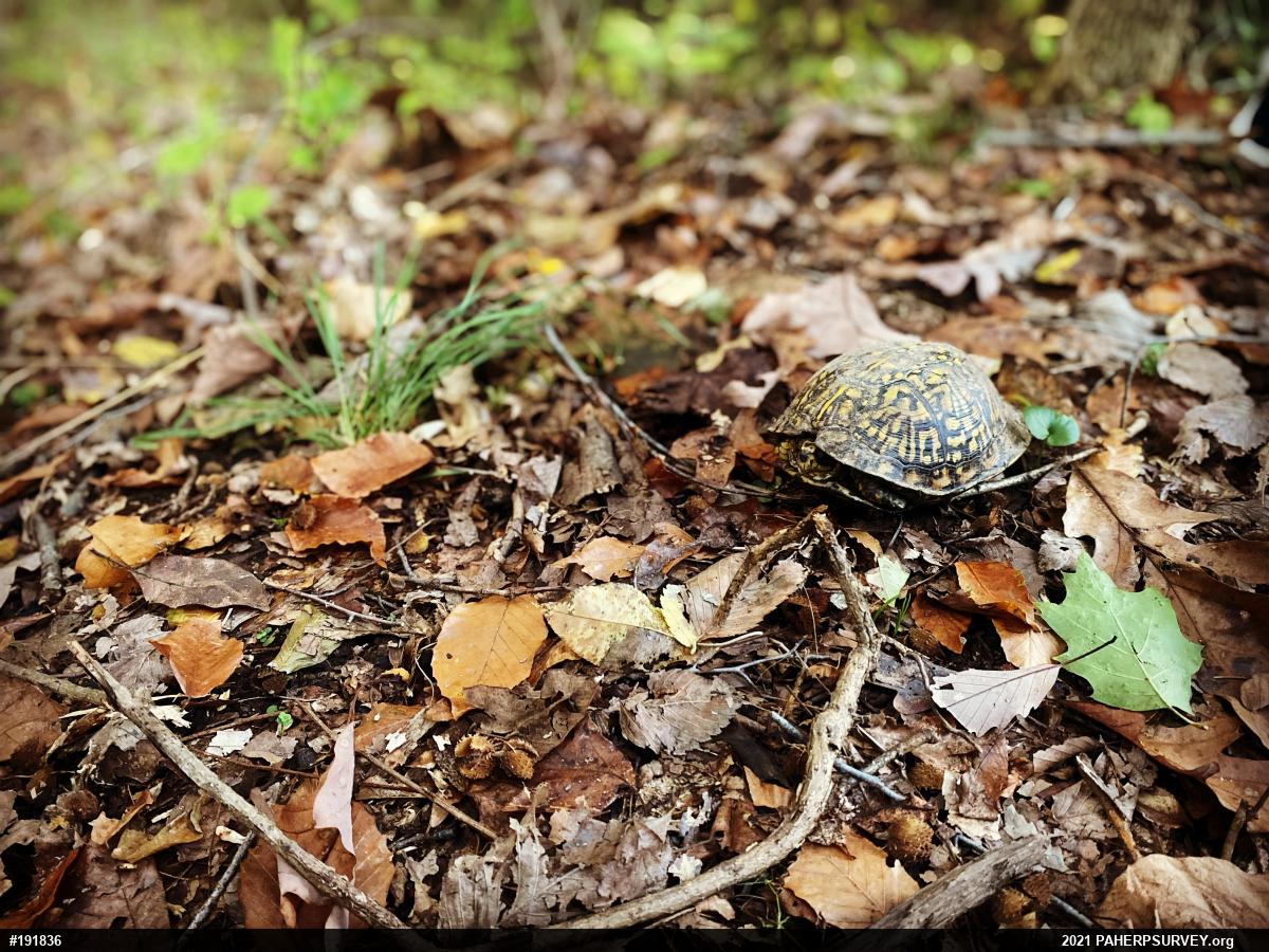 Eastern Box Turtle