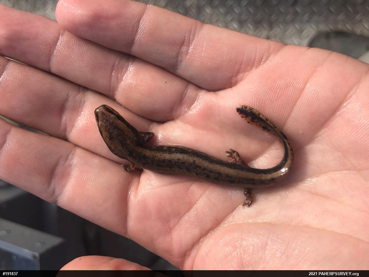 Common Mudpuppy