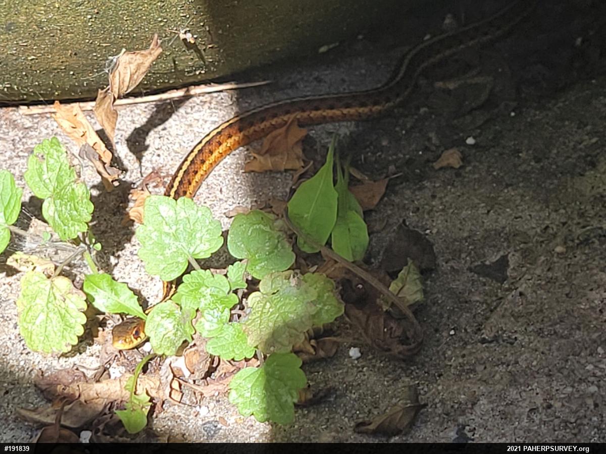 Eastern Gartersnake