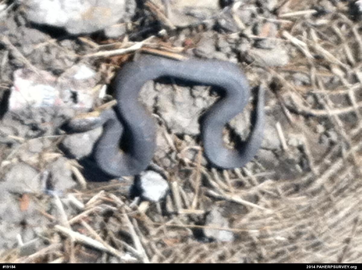 Northern Watersnake