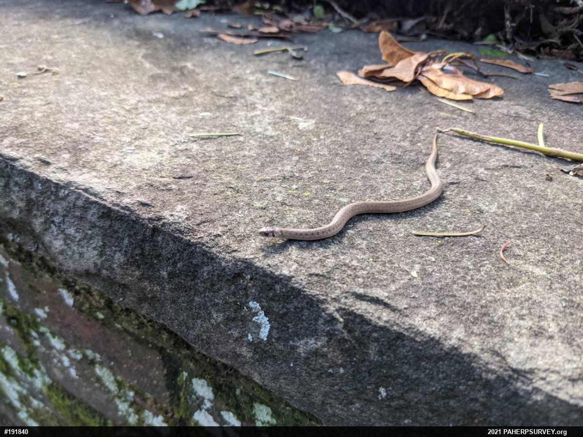 Dekay's Brownsnake
