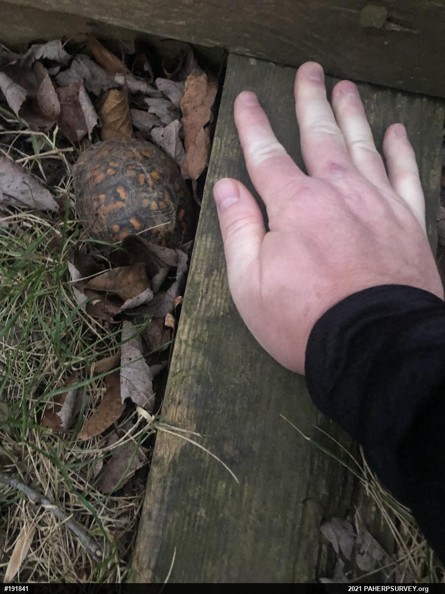 Eastern Box Turtle
