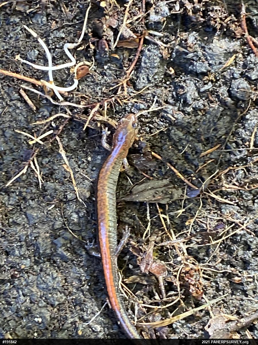 Eastern Red-backed  Salamander