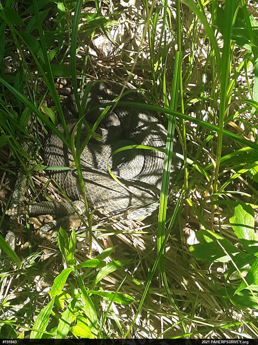 Timber Rattlesnake