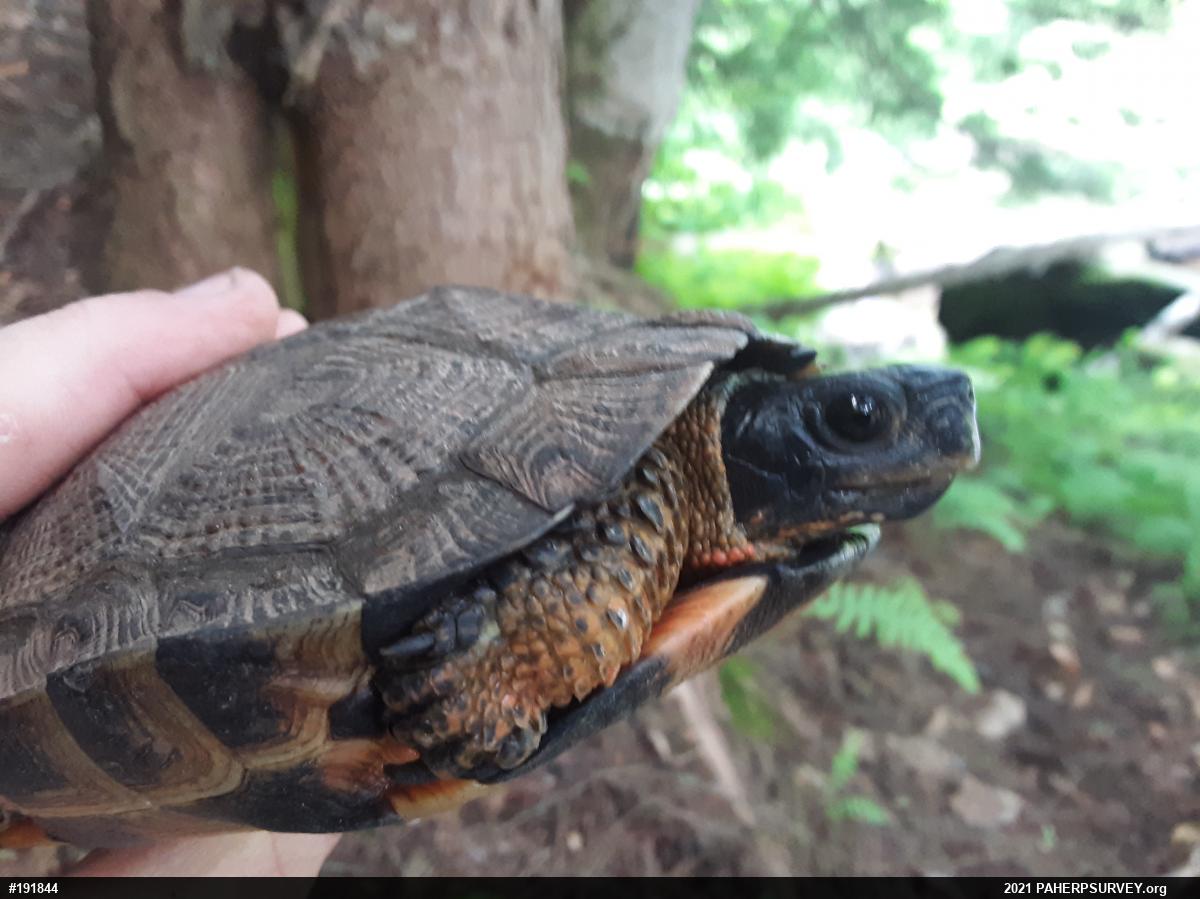 Wood Turtle