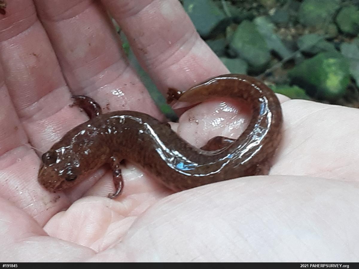 Northern Spring Salamander