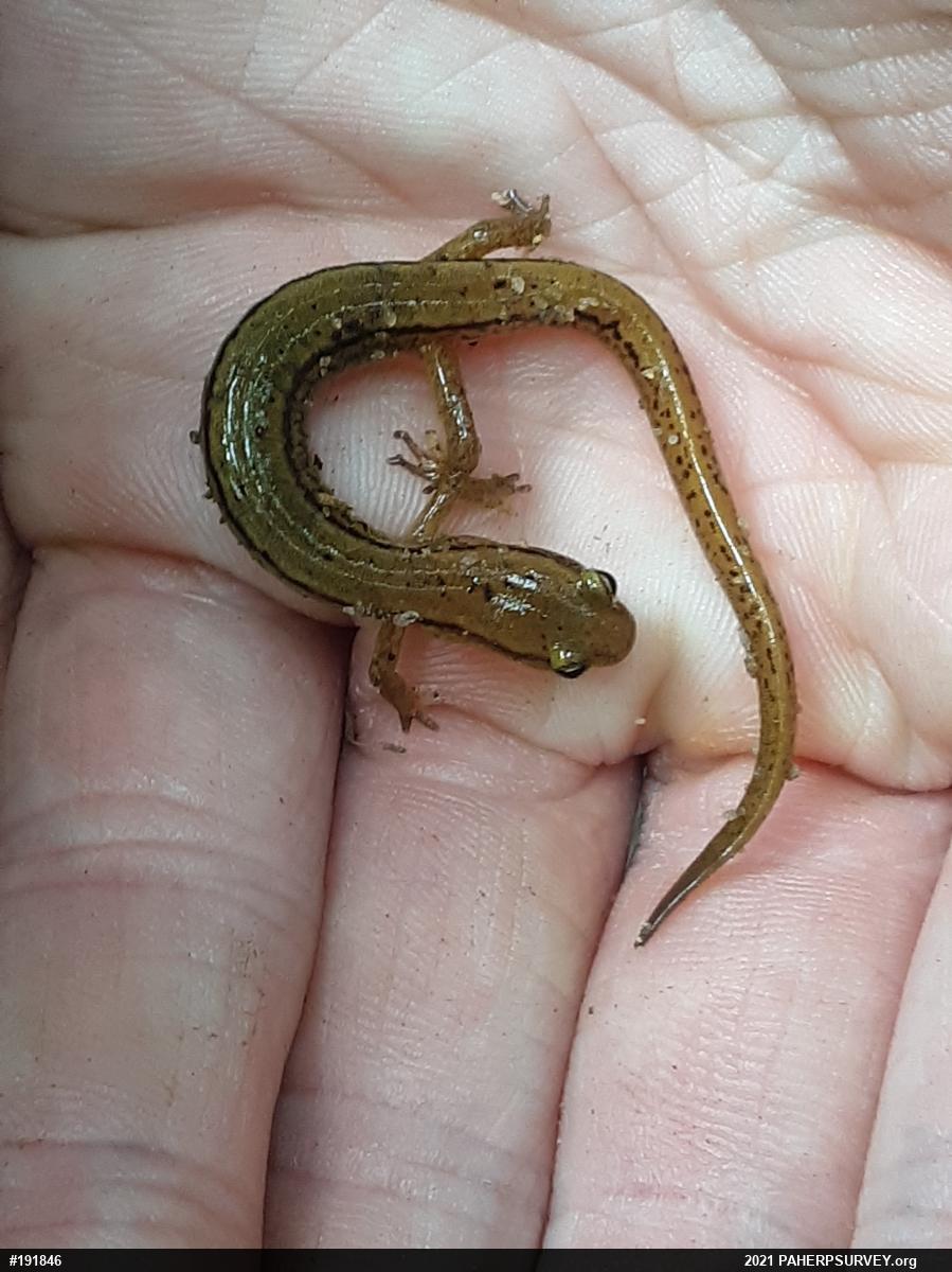 Northern Two-lined Salamander