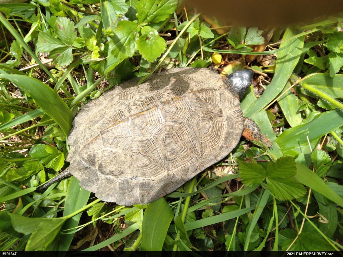 Wood Turtle
