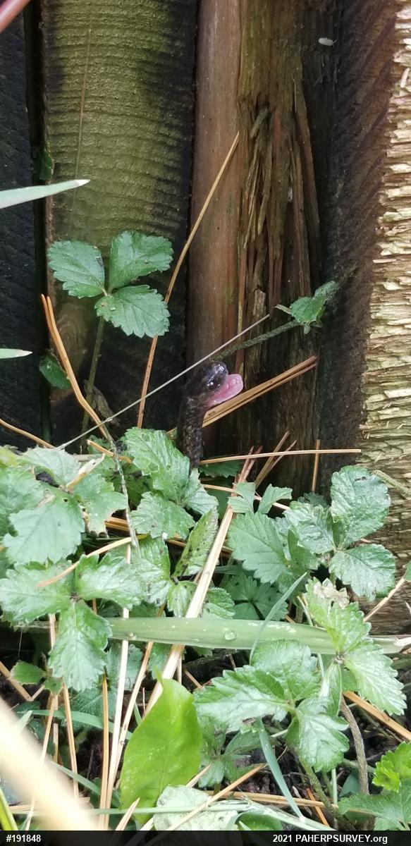 Dekay's Brownsnake