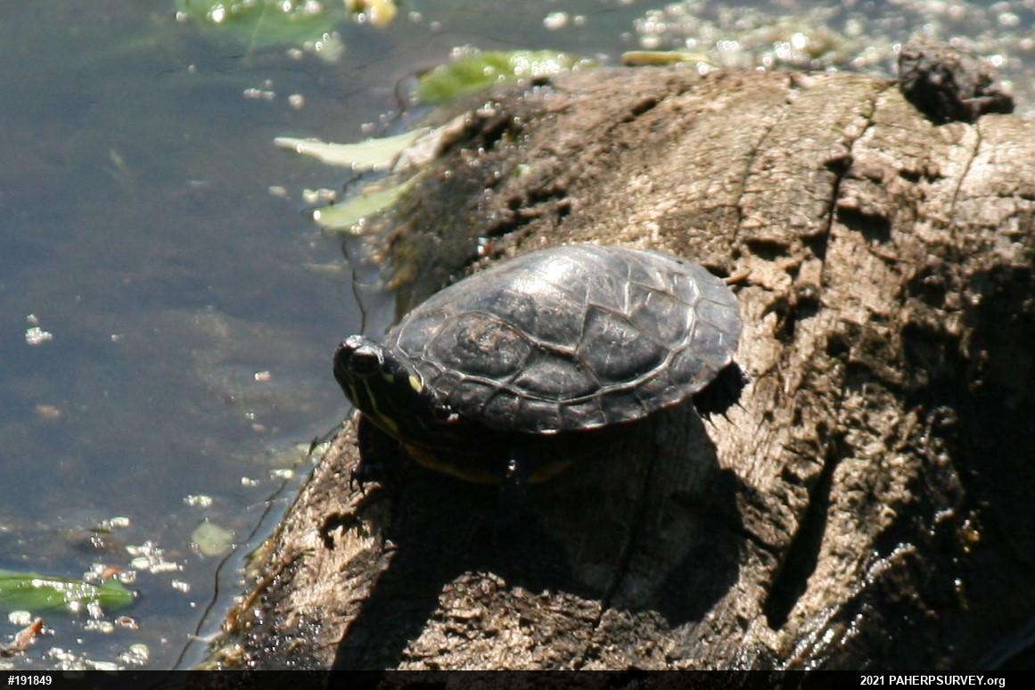 Painted Turtle