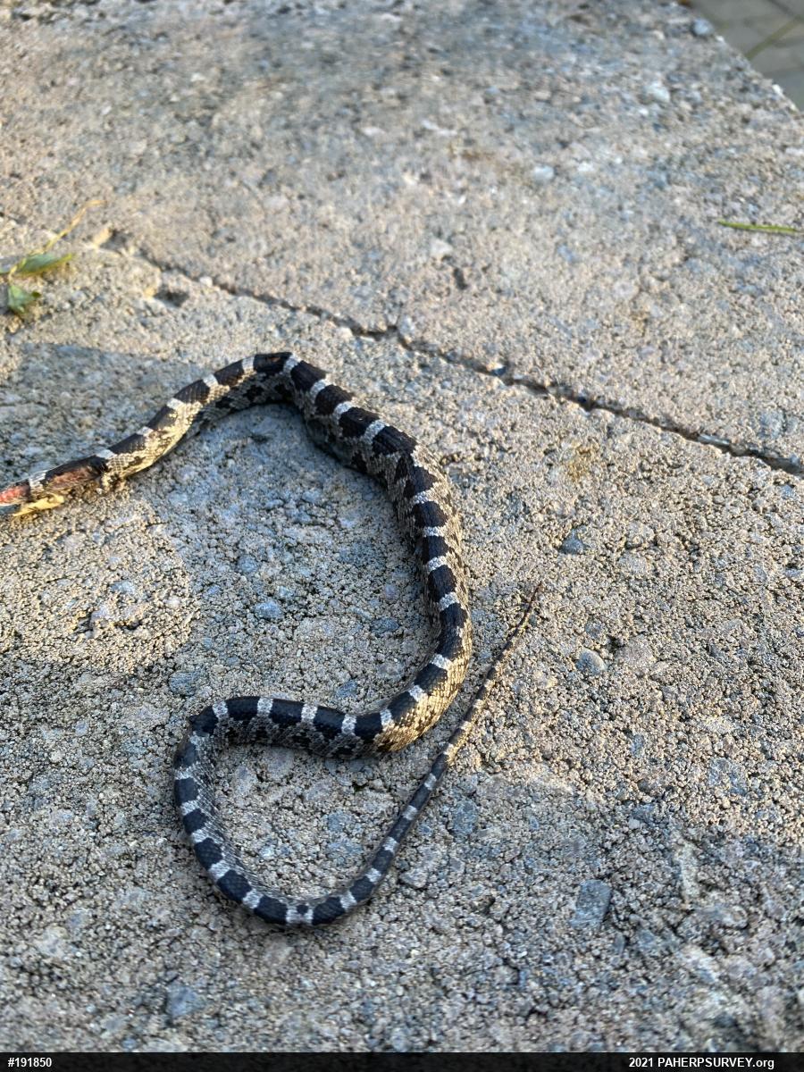 Eastern Ratsnake