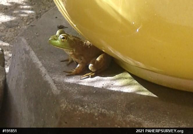 American Bullfrog
