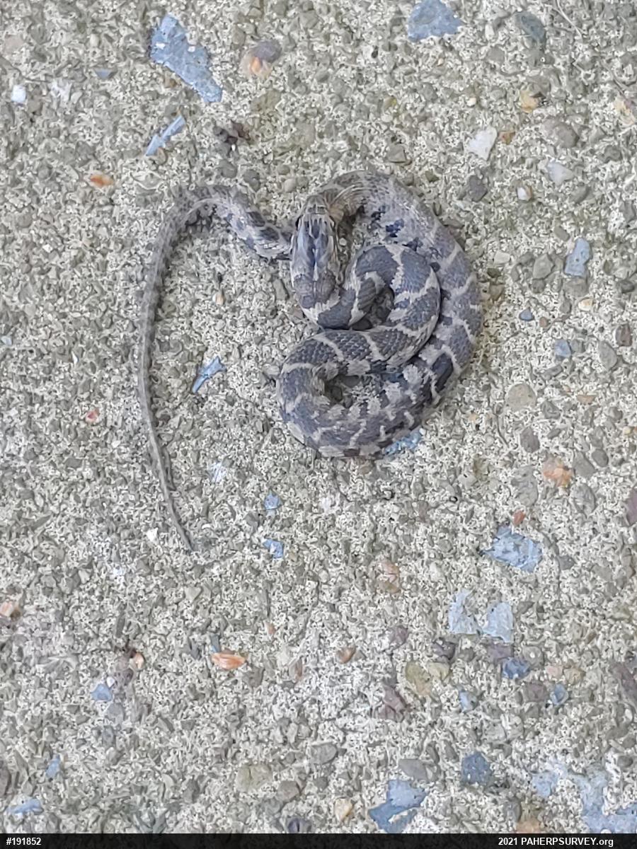 Northern Watersnake