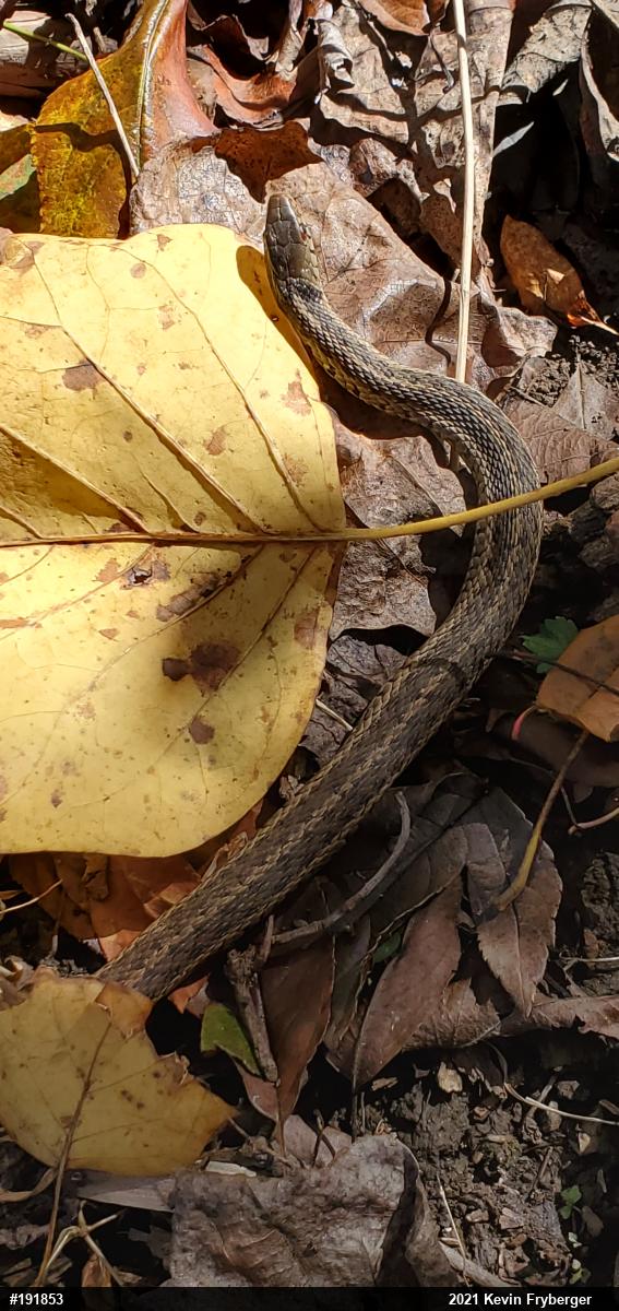 Eastern Gartersnake