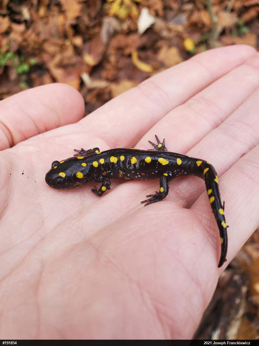 Spotted Salamander