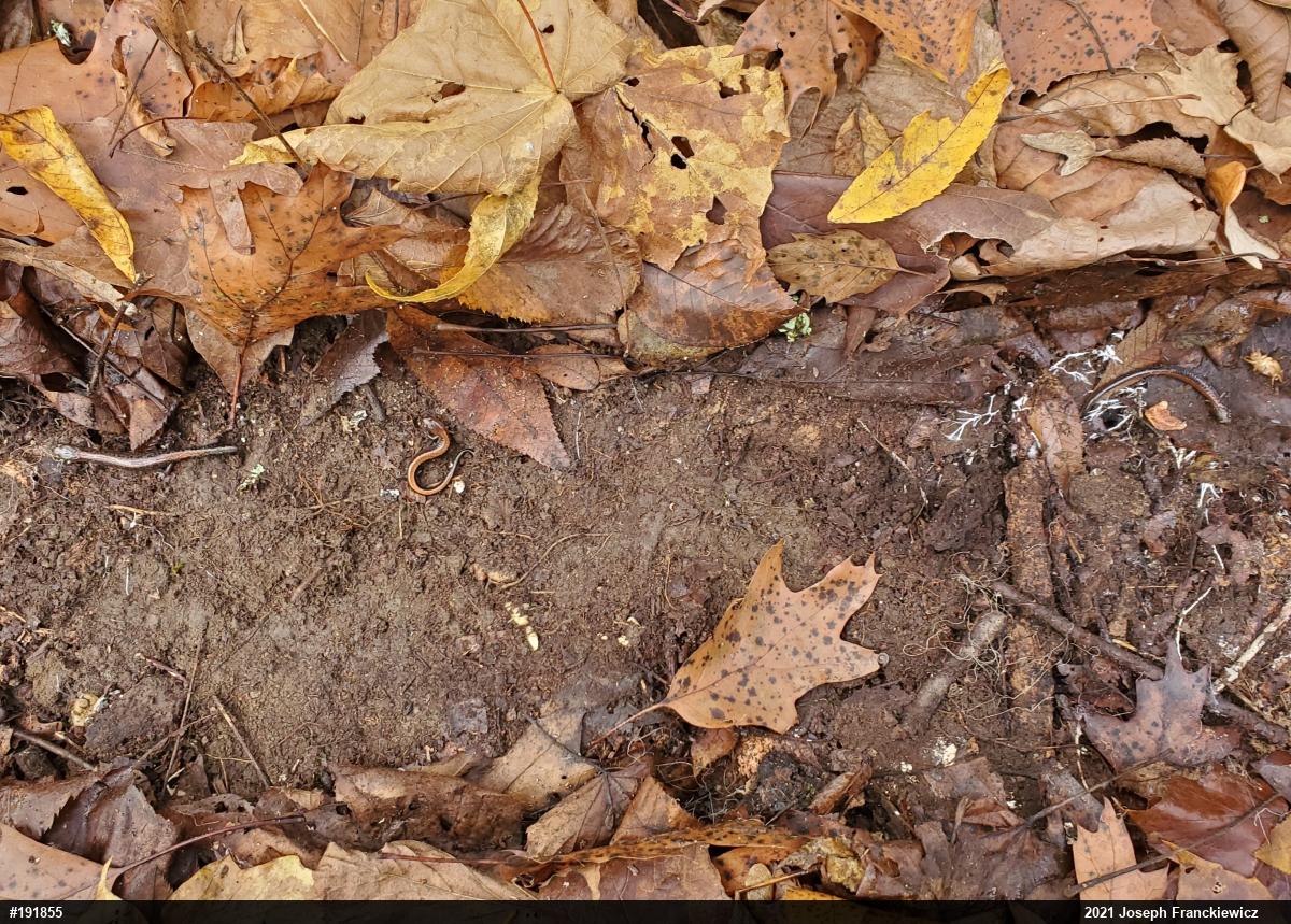 Eastern Red-backed  Salamander