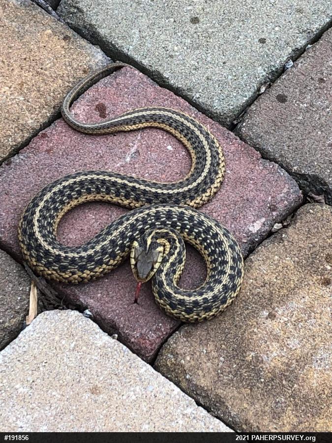 Eastern Gartersnake